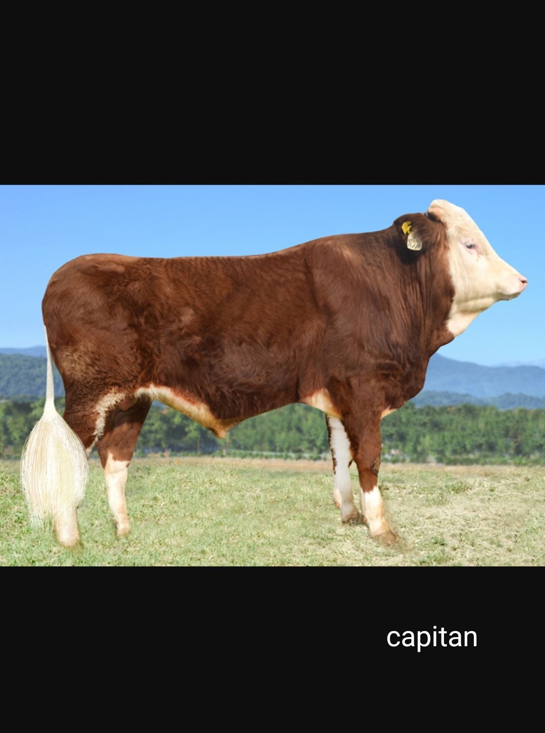 اسپرم گاو کاپیتان