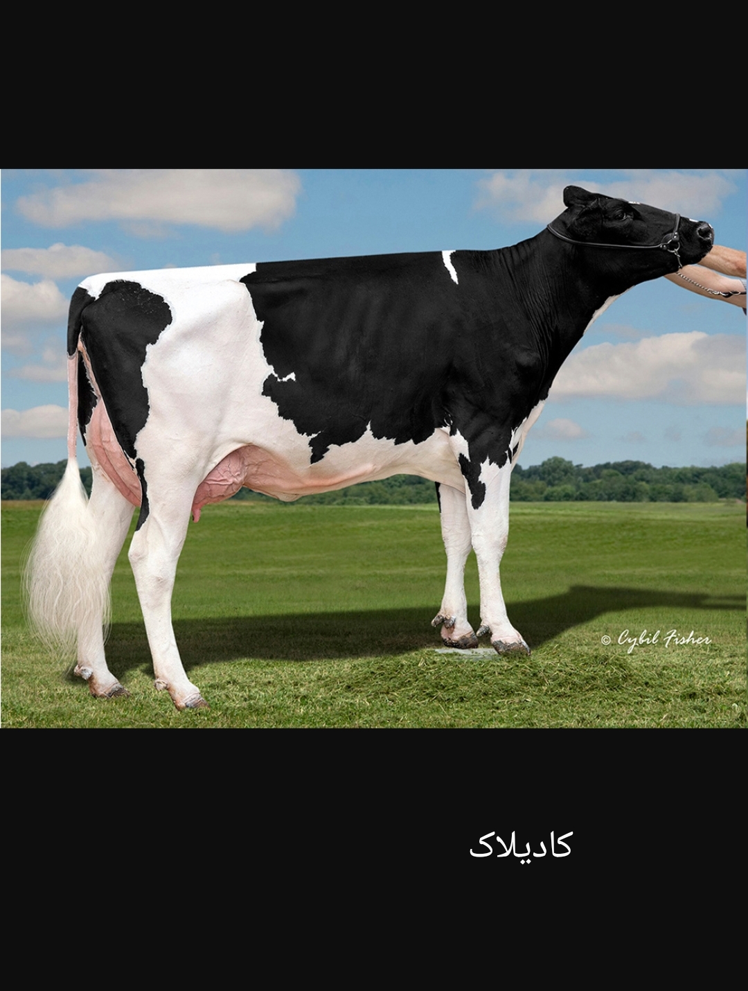 اسپرم گاو کادیلاک